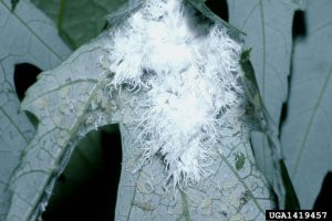 Wooly alder aphid