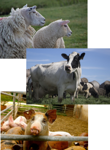 Veterinary Feed Directive (VFD)